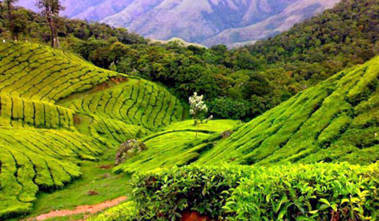 best kerala tour packages (6)