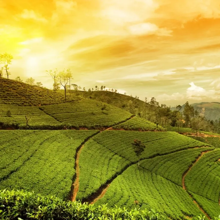 Lush green tea plantations at sunset