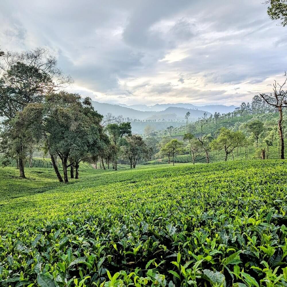 Tea bushes rolling over hills